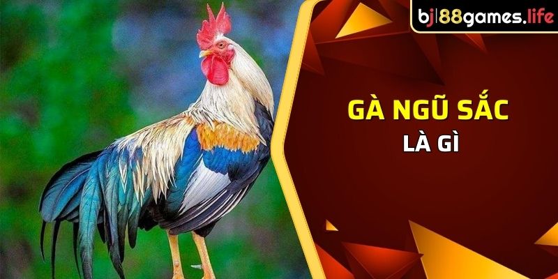 Gà ngũ sắc là gì - Là giống gà “văn võ song toàn
