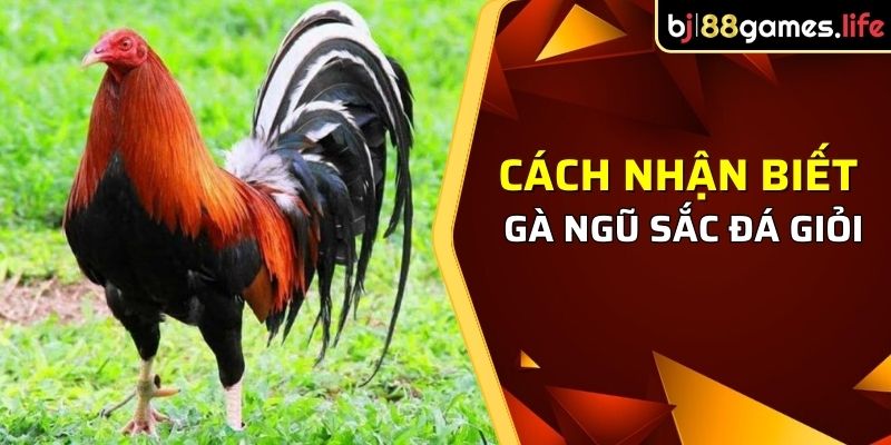 Gà Ngũ Sắc Là Gì - Tìm Hiểu Về Giống Gà Độc Đáo Này 2026 4 Một số cách nhận biết gà ngũ sắc đá giỏi