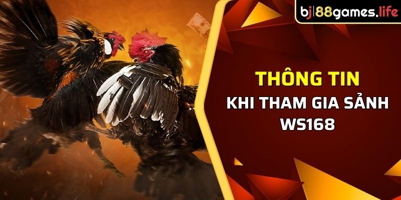 Sảnh WS168 Tại BJ88 - Hướng Dẫn Chinh Phục Sảnh Đá Gà 2026 2 Một số thông tin khi tham gia sảnh WS168 tại BJ88
