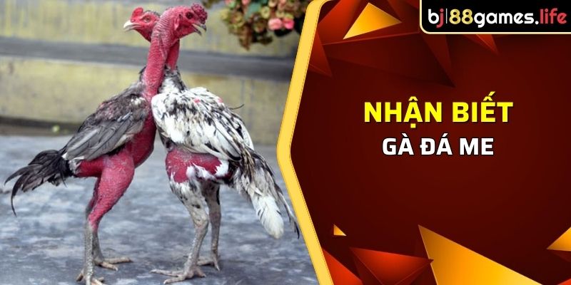 Cách Xem Tướng Gà Chọi Để Đoán Đòn Lối Cự Cực Chuẩn 2026 3 Nhận biết gà đá me