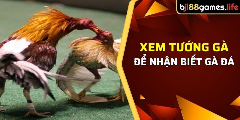 Cách Xem Tướng Gà Chọi Để Đoán Đòn Lối Cự Cực Chuẩn 2026 2 Thông qua cách xem tướng gà chọi để nhận biết gà