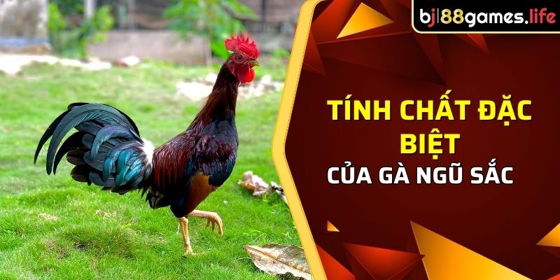 Gà Ngũ Sắc Là Gì - Tìm Hiểu Về Giống Gà Độc Đáo Này 2026 2 Tính chất đặc biệt của gà ngũ sắc là gì